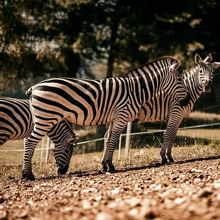 Апартаменты Wild Park Panorama With Hot Tub And Sauna Tolsti Vrh pri Ravnah naKoroskem