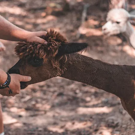 Wild Park Panorama With Hot Tub And Sauna Apartman Tolsti Vrh pri Ravnah naKoroskem