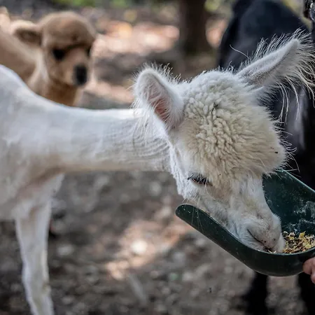 Wild Park Panorama With Hot Tub And Sauna Apartment *