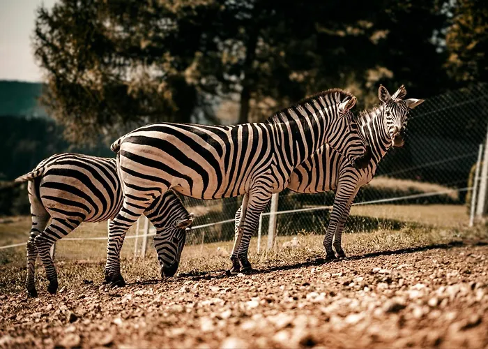 Daire Wild Park Panorama With Hot Tub And Sauna Tolsti Vrh pri Ravnah naKoroskem