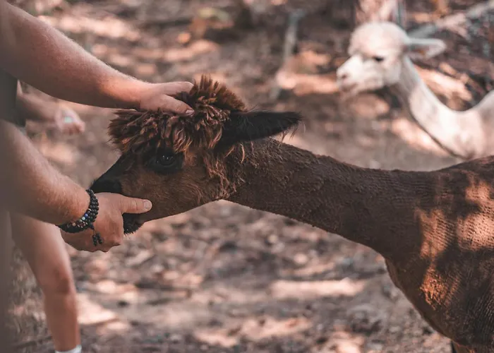 Wild Park Panorama With Hot Tub And Sauna Daire Tolsti Vrh pri Ravnah naKoroskem