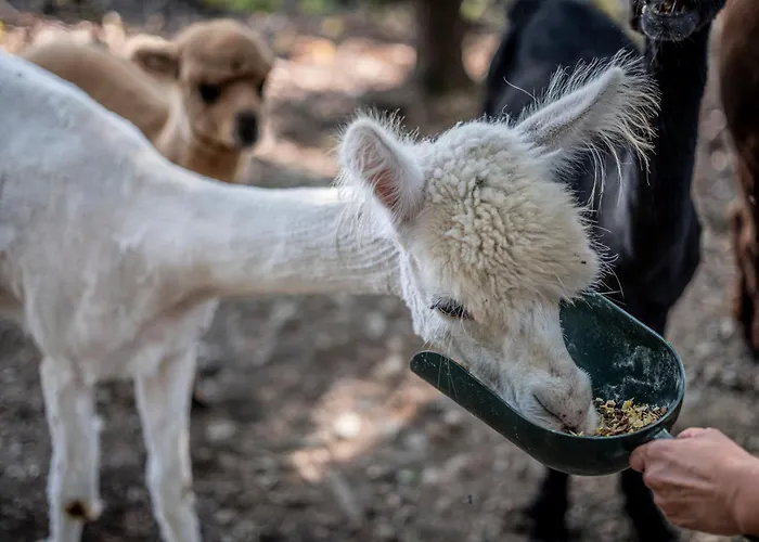Wild Park Panorama With Hot Tub And Sauna Daire *